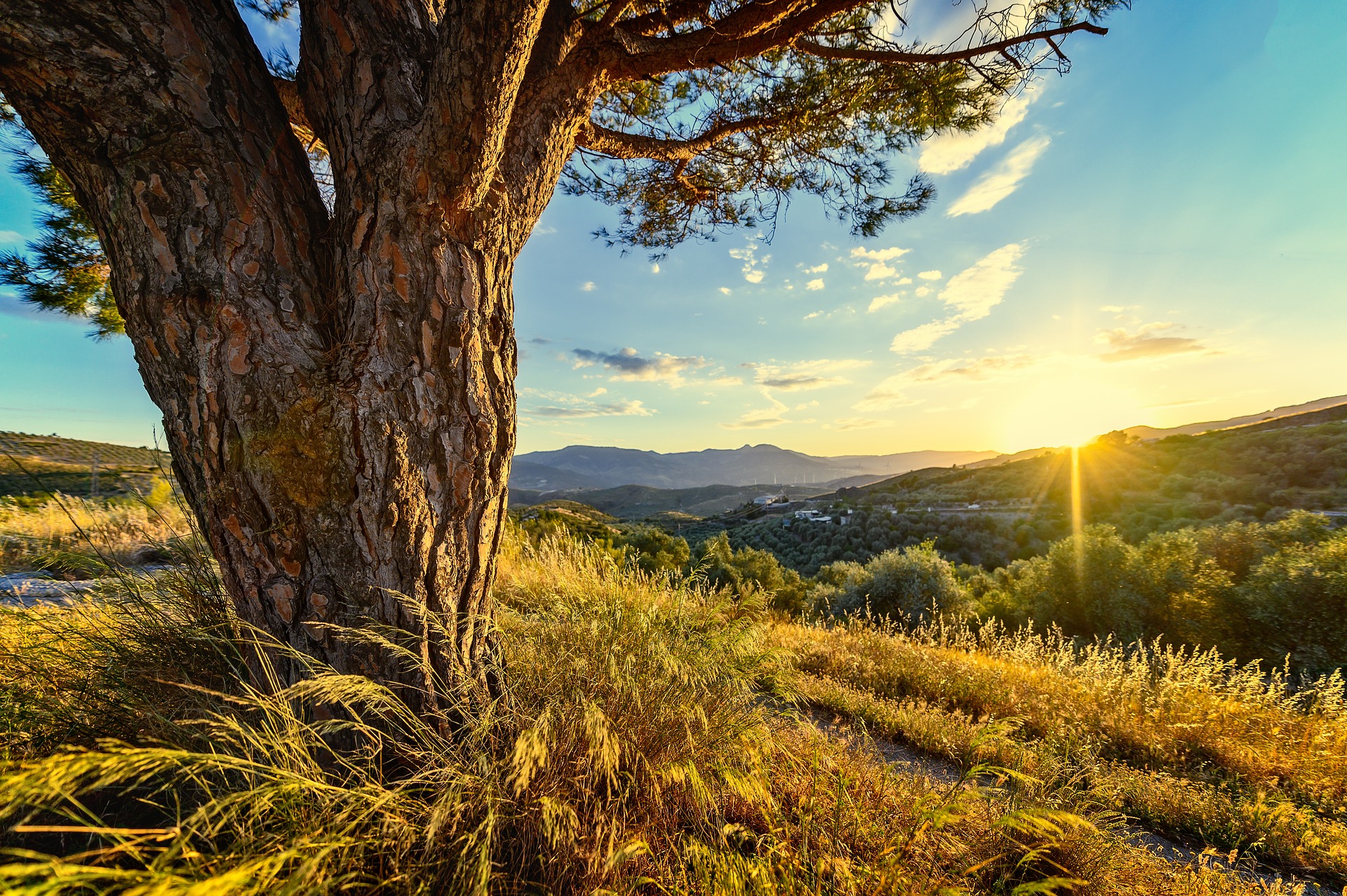 tree and meadow with setting sun